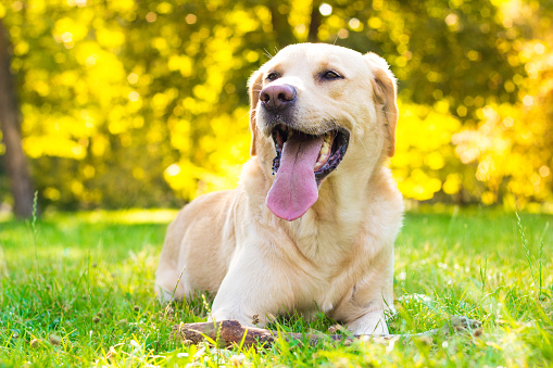 Smiling labrador dog in the city park portrait. Smiling and looking up, looking away