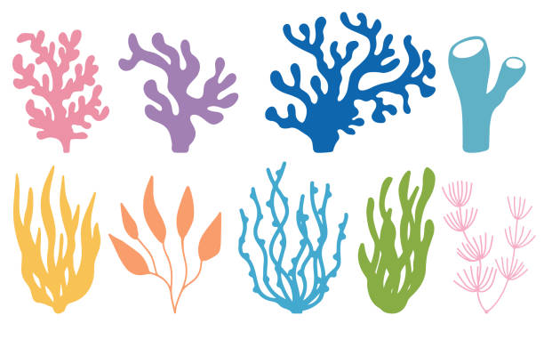 컬러 산호와 해초 실루엣의 벡터 세트. 수중 산호초와 바다 다시마를 손으로 그린 낙서 스타일. 해양 수족관 식물 일러스트 - seaweed stock illustrations