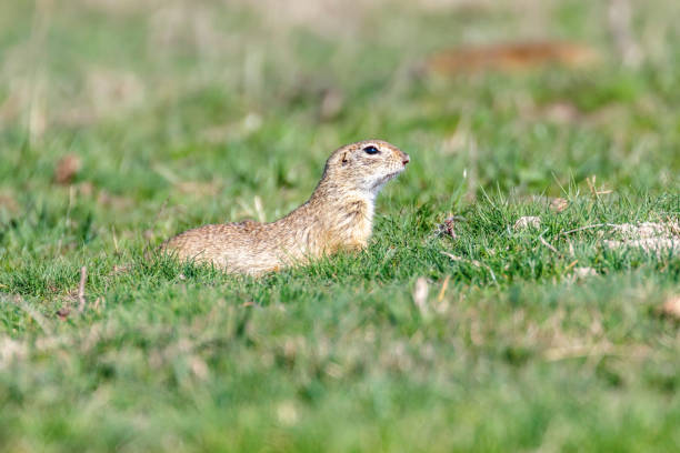 istock Souslik (Spermophilus citellus) European ground squirrel in the natural environment 1264553087
