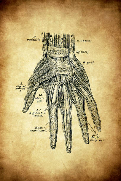 istock The arcus volaris sublimis or Superficial palmar arch 1264553135