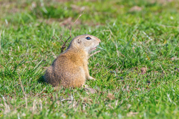 istock European ground squirrel, Souslik (Spermophilus citellus) natural environment 1264553334