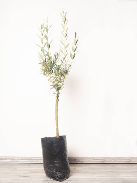 istock Young olive tree in black pocket near white wall 1264553383