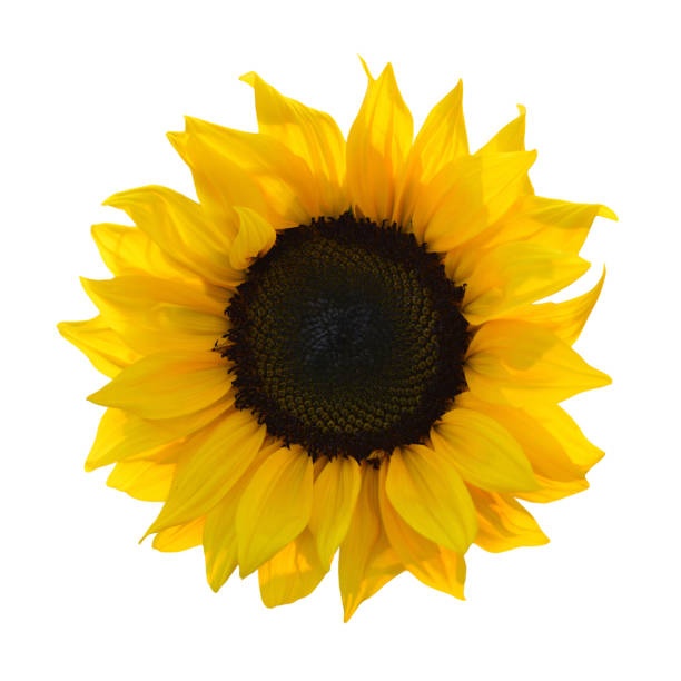 istock Sunflower isolated on white background 1264553439