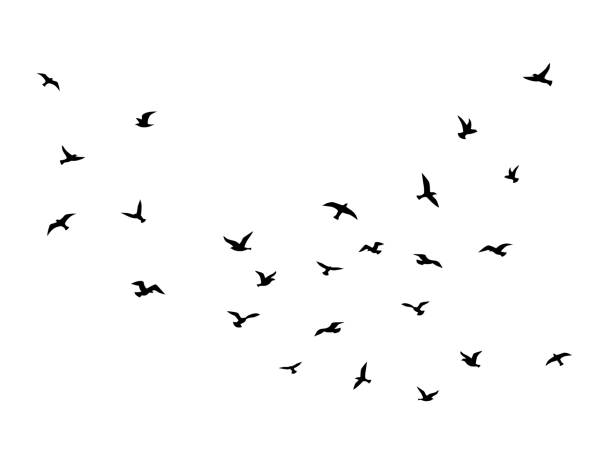 istock Flying bird. Flock of birds black silhouettes, abstract flight migration animal wildlife, simple seagull shapes decorative element vector isolated illustration 1264553570