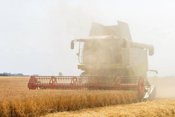 istock Combine harvesting a wheat field. Combine working the field. 1264554772