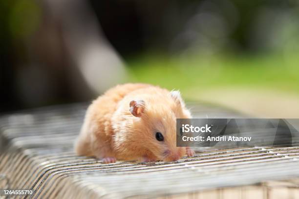 House Pet Brown Hamster Domestic Animals Cute Adorable Mammal Stock Photo - Download Image Now
