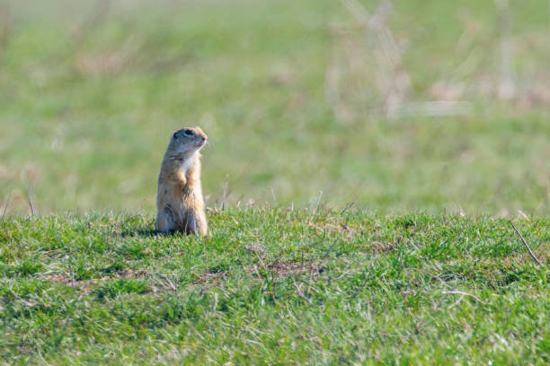 istock European ground squirrel, Souslik (Spermophilus citellus) natural environment 1264556694
