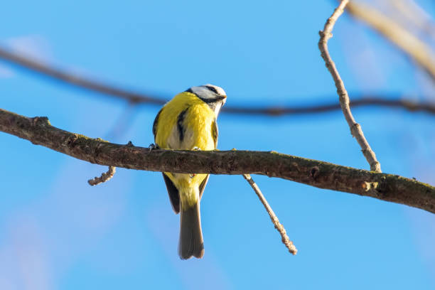 istock Blue Tit, Cute Little Bird 1264557056
