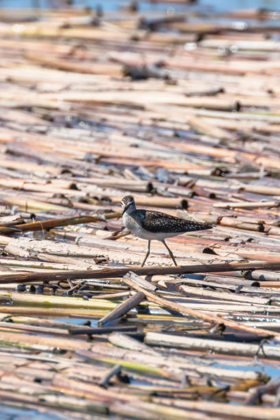 sandpiper, sandpiper de madera en aguas poco profundas (tringa glareola) wader bird sandpiper - riverbank marsh water pond fotografías e imágenes de stock