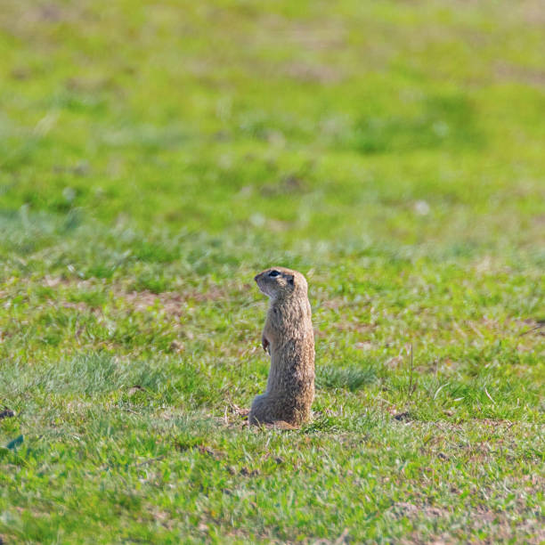 istock European ground squirrel, Souslik (Spermophilus citellus) natural environment 1264558062