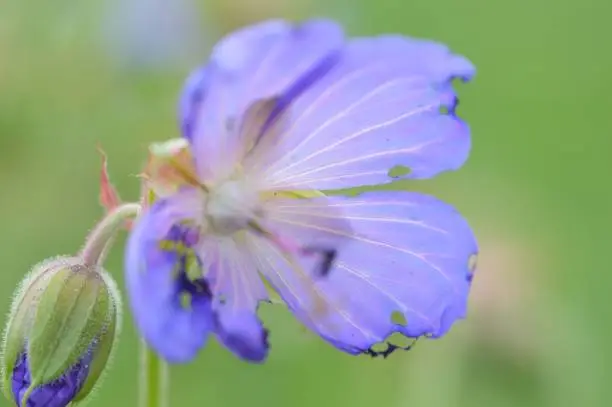 Sommerblume