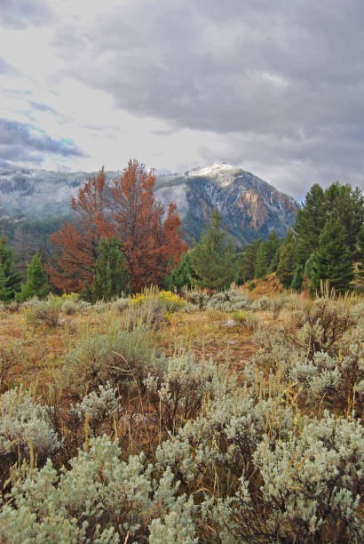 istock Colorful Ground Cover 1264558159