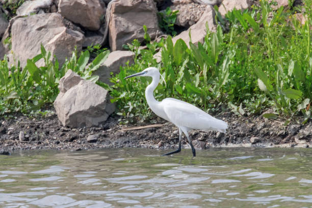 istock Little Egret Hunting (Egretta garzetta) White little Egret 1264558176