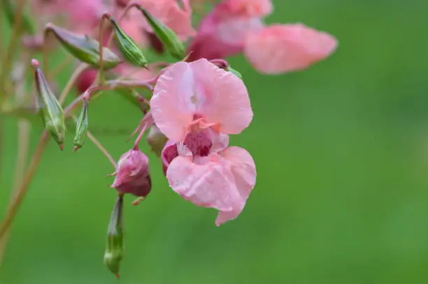 Sommerblume