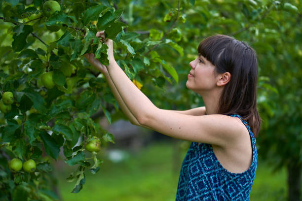 istock Young woman picking green apples 1264558319