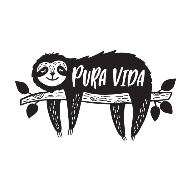 stockillustraties, clipart, cartoons en iconen met de luiaardbeer die van het beeldverhaal op een tak met tropische elementen hangt. inspirerend citaat - "pura vida". hand getrokken leuke krabbelvectorillustratie. - luiaard