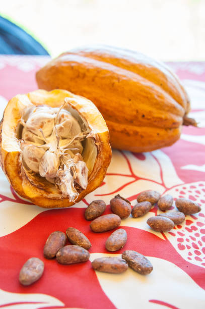 istock Fresh Cacao Fruits 1264559136