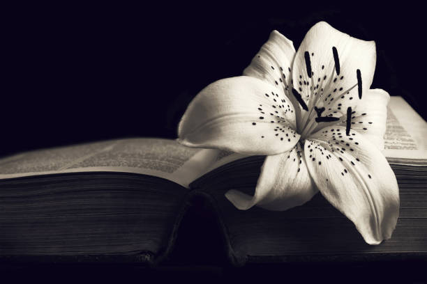 istock Condolence card with copy space. White lily flower on open book 1264559518