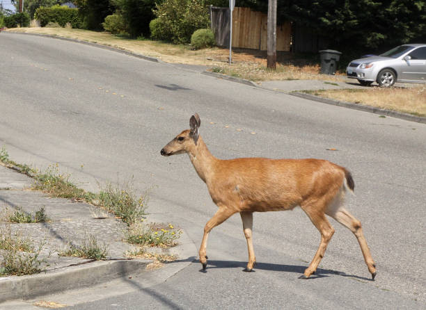 istock Does The Deer Have The Right Of Way? 1264559744
