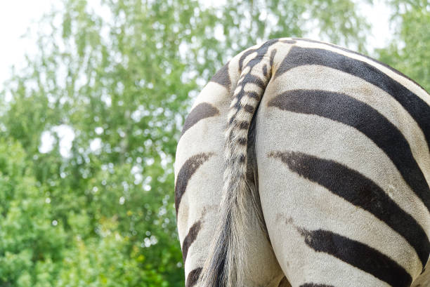 zebra von hinten, aus der nähe - aus. zebra beute häufig equus quagga. - herbivorous close up rear end animal head stock-fotos und bilder