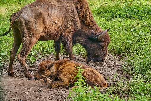 A female bison with a cub in their natural habitat. She helps him stand up