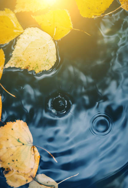 istock Big drops falling on puddle leaving a radial circles on the surface with fallen yellow leaves on the water with sunny flares 1264560610