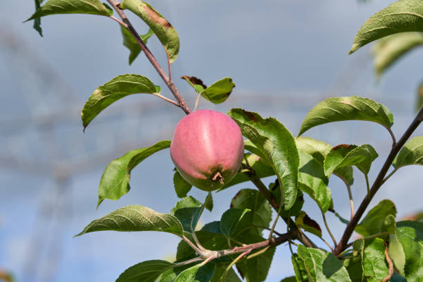 mela matura rosa - apple gala apple fuji apple fruit foto e immagini stock