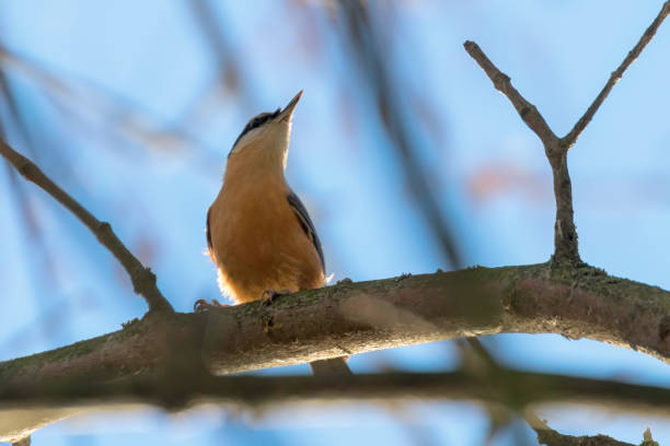 istock Eurasian Nuthatch, Little Songbird (Sitta europaea) Wood Nuthatch 1264560977