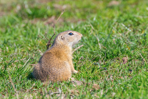 istock European ground squirrel, Souslik (Spermophilus citellus) natural environment 1264562922