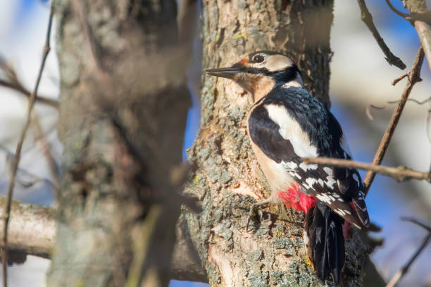 great spotted woodpecker on tree trunk - woodpecker major wildlife nature imagens e fotografias de stock