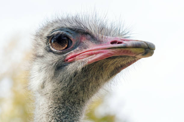 istock Ostrich Close up portrait, Close up ostrich head (Struthio camelus) 1264563288