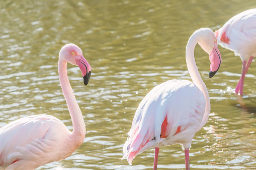 Two pink flamingos walking in the water  in natural environment