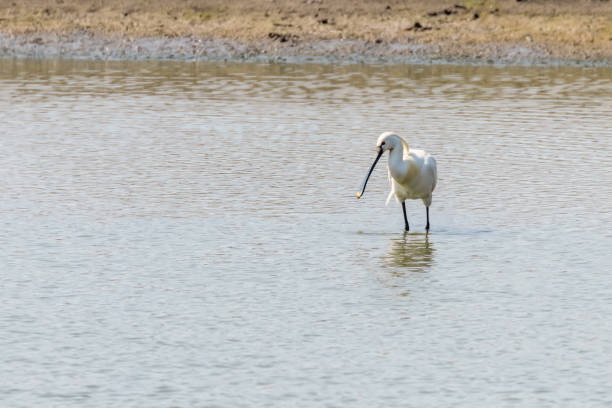 istock Eurasian Spoonbill standing in the shallow water (Platalea leucorodia) Common Spoonbill 1264565652