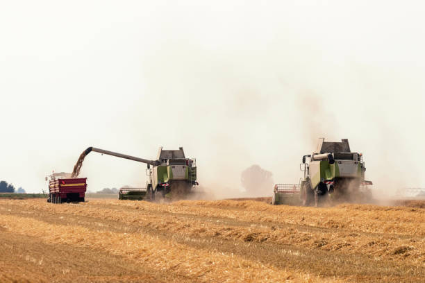 istock Combine harvester working on a wheat field. Harvesting wheat. 1264565749
