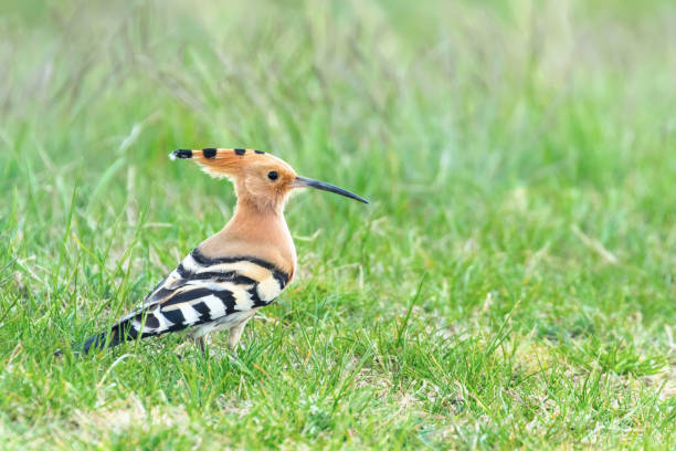 istock Hoopoe, Common Hoopoe (Upupa epops) Eurasian Hoopoe 1264565779