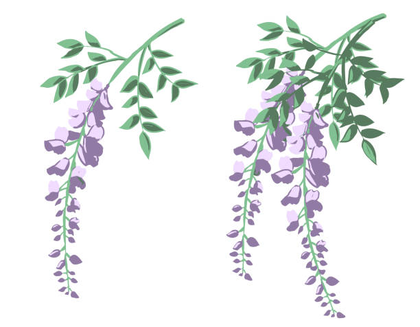 ilustraciones, imágenes clip art, dibujos animados e iconos de stock de flores de wisteria (sin línea) - wisteria