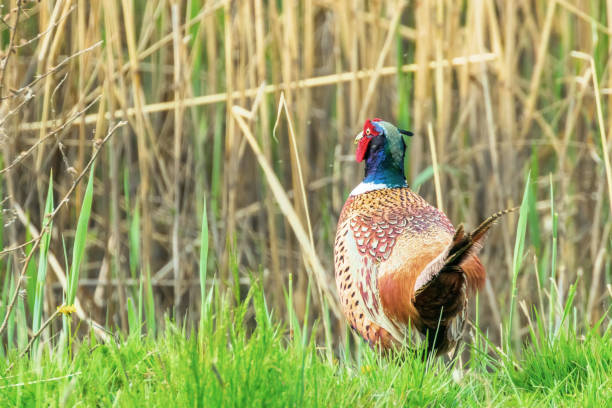 Ringneck Pheasant Male (Phasianus colchicus) Ring necked Pheasant