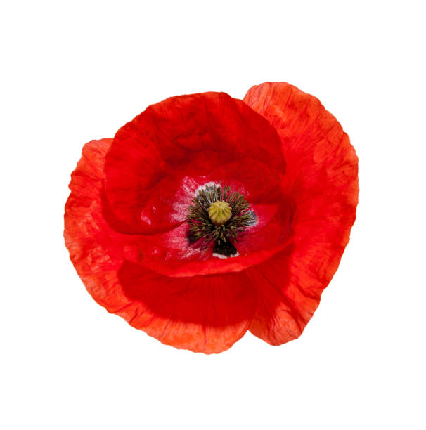 istock Beautiful wild red poppies isolated on a white background. 1264566558