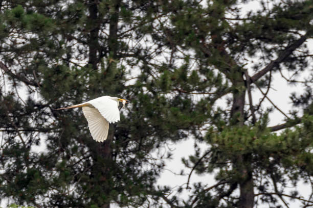 istock Great Egret Flying with Fish in beak (Ardea alba) Wildlife 1264568303