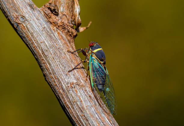istock macro cicada of branch side view 1264569192