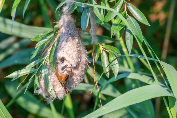 istock Eurasian Penduline Tit in Nest (Remiz pendulinus) 1264569248