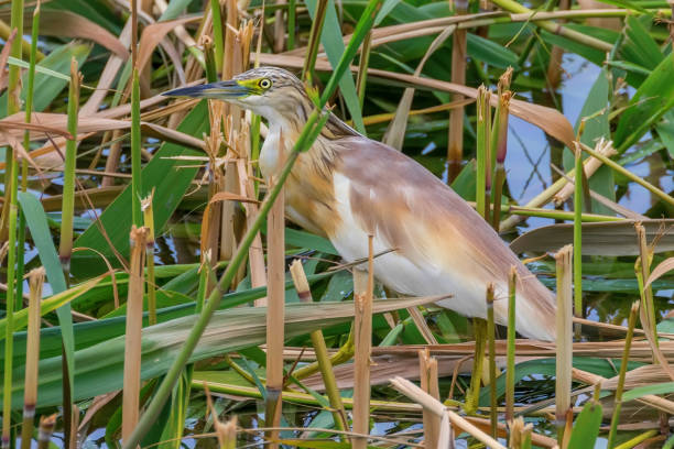 istock Squacco Heron (Ardeola ralloides) in Natural Habitat 1264570371