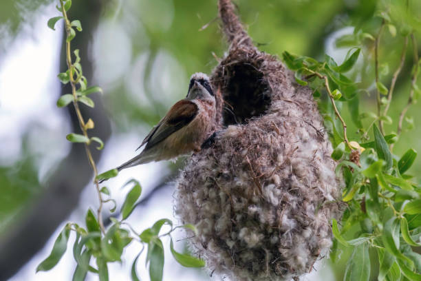 istock Eurasian Penduline Tit on Nest (Remiz pendulinus) 1264570380
