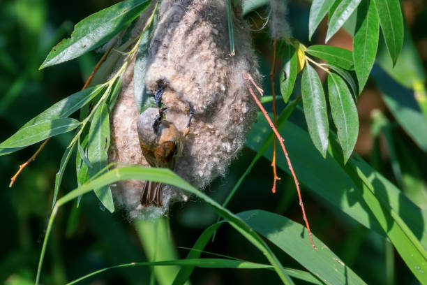 istock Eurasian Penduline Tit in Nest (Remiz pendulinus) 1264570710