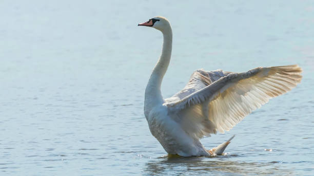 istock Swan With Wide Open Wings 1264572451