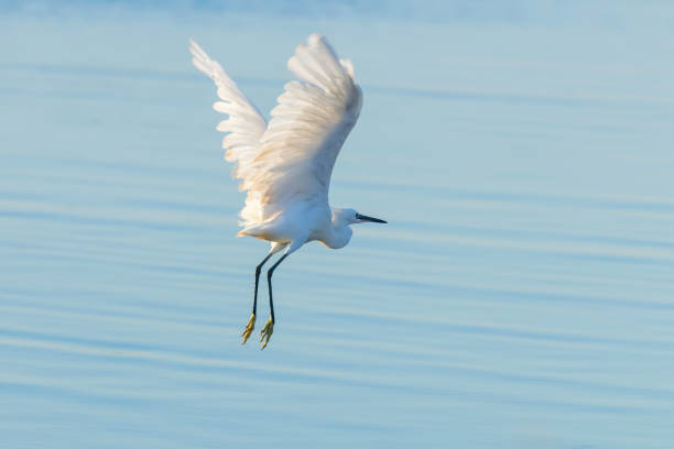 istock Little Egret in Flight (Egretta garzetta) Small White Heron 1264572753