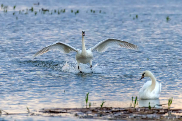istock White Swan Landing on Water 1264574176