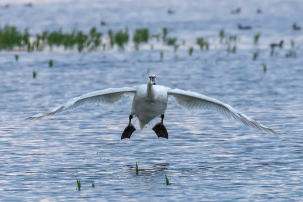 istock White Swan Landing on Water 1264574225