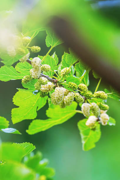 istock White Mulberry on the Branch 1264574627