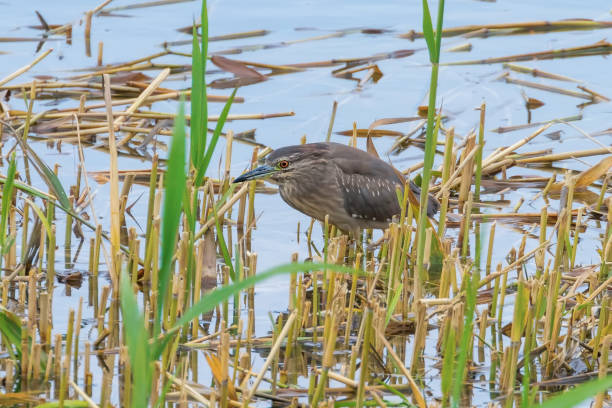 istock Young Crowned Night Heron in Natural Habitat (Nycticorax nycticorax) 1264575241